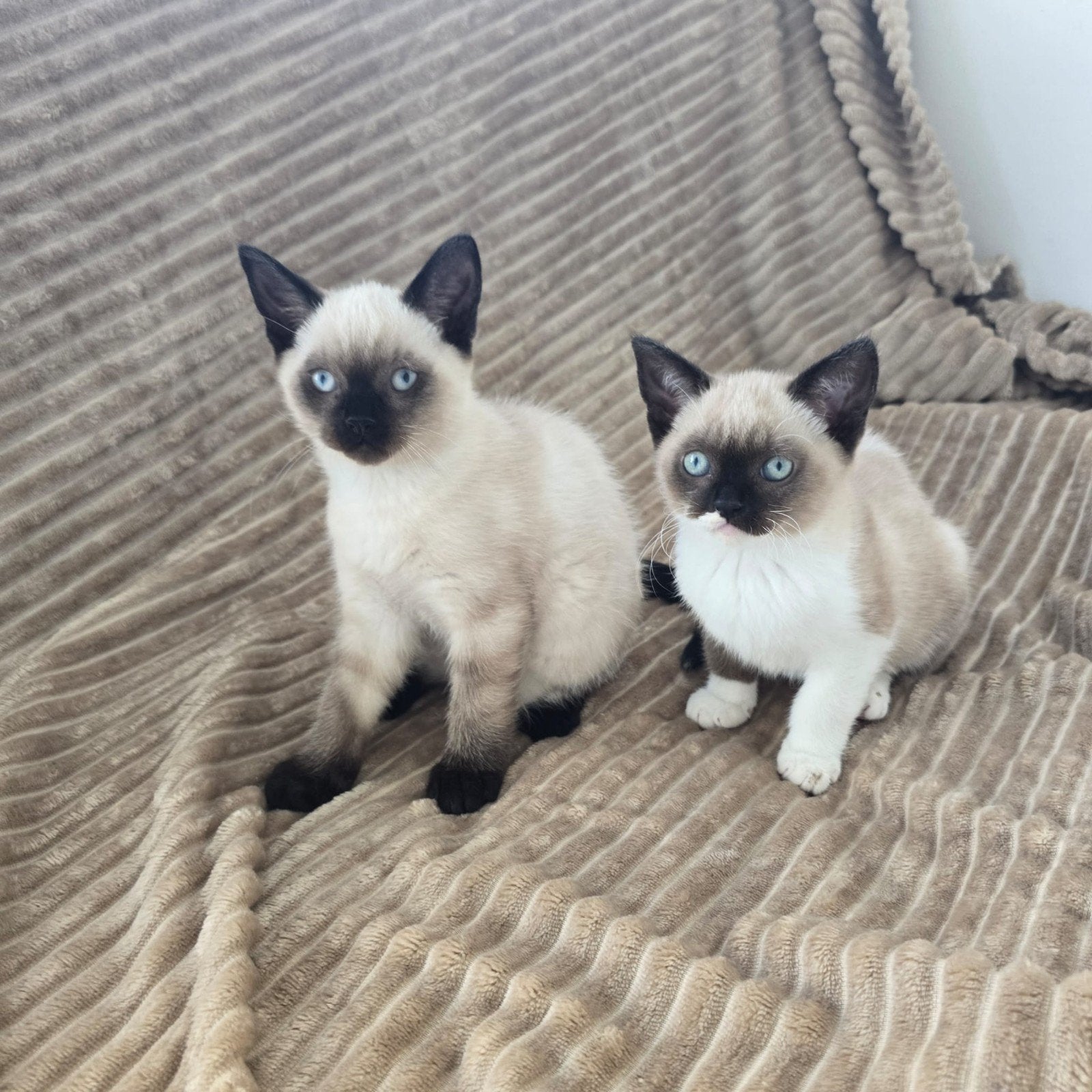 2 Lieve meisje kittens Snowshoe x Siamese, Dieren en Toebehoren, Poes, Ontwormd, 0 tot 2 jaar