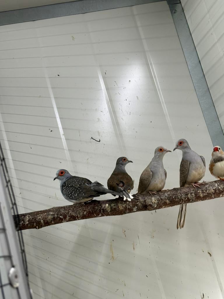 Diamantduif, Dieren en Toebehoren, Meerdere dieren