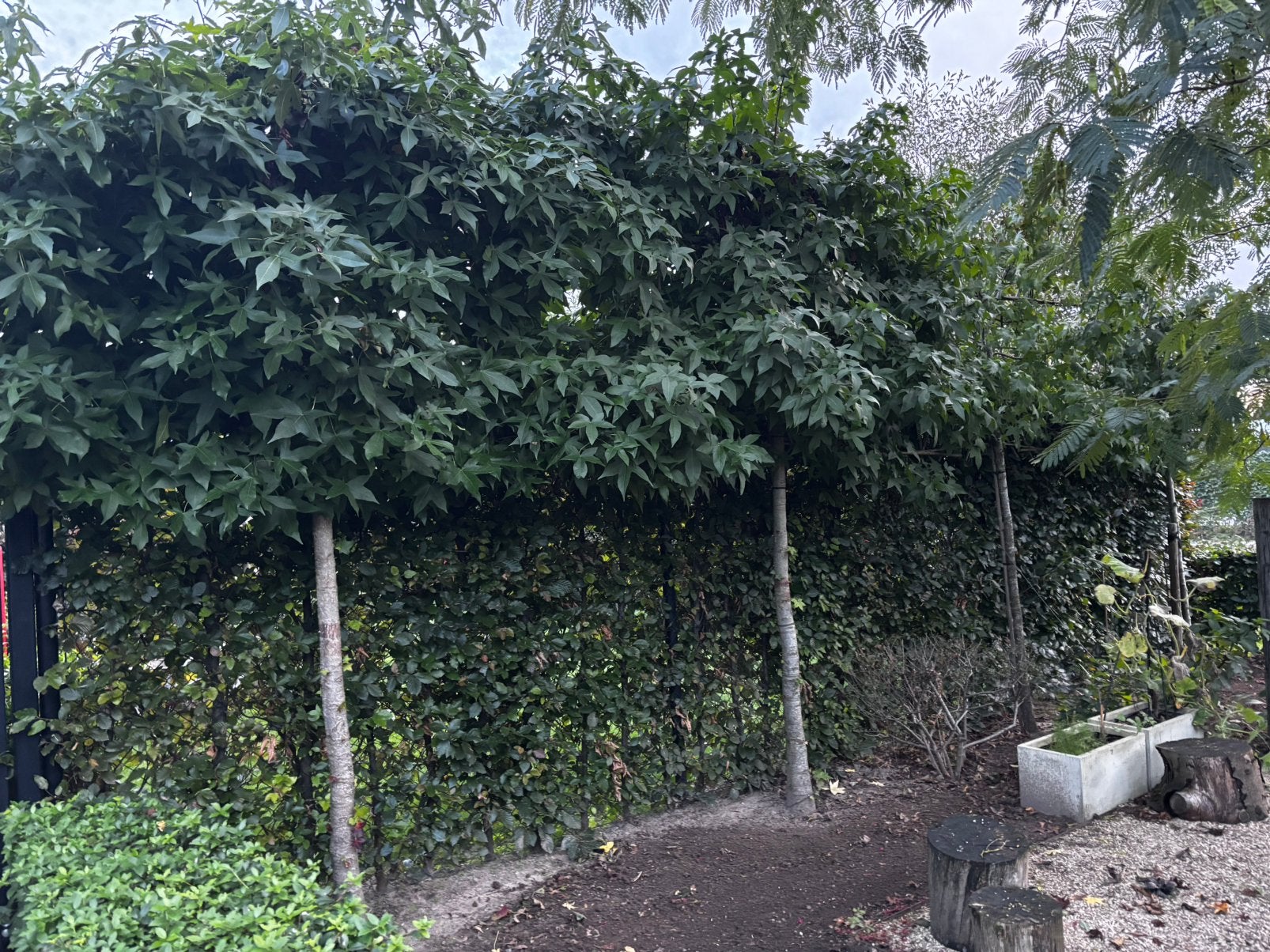 Lei-amberbomen (Liquidambar styraciflua), Ophalen, Halfschaduw, Overige soorten