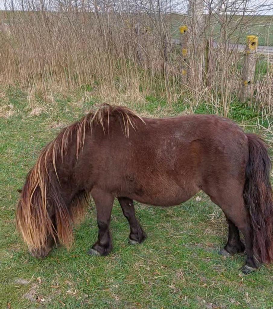 Super lieve knuffel pony, Dieren en Toebehoren, Merrie, Met stamboom, A pony (tot 1.17m), 11 jaar of ouder