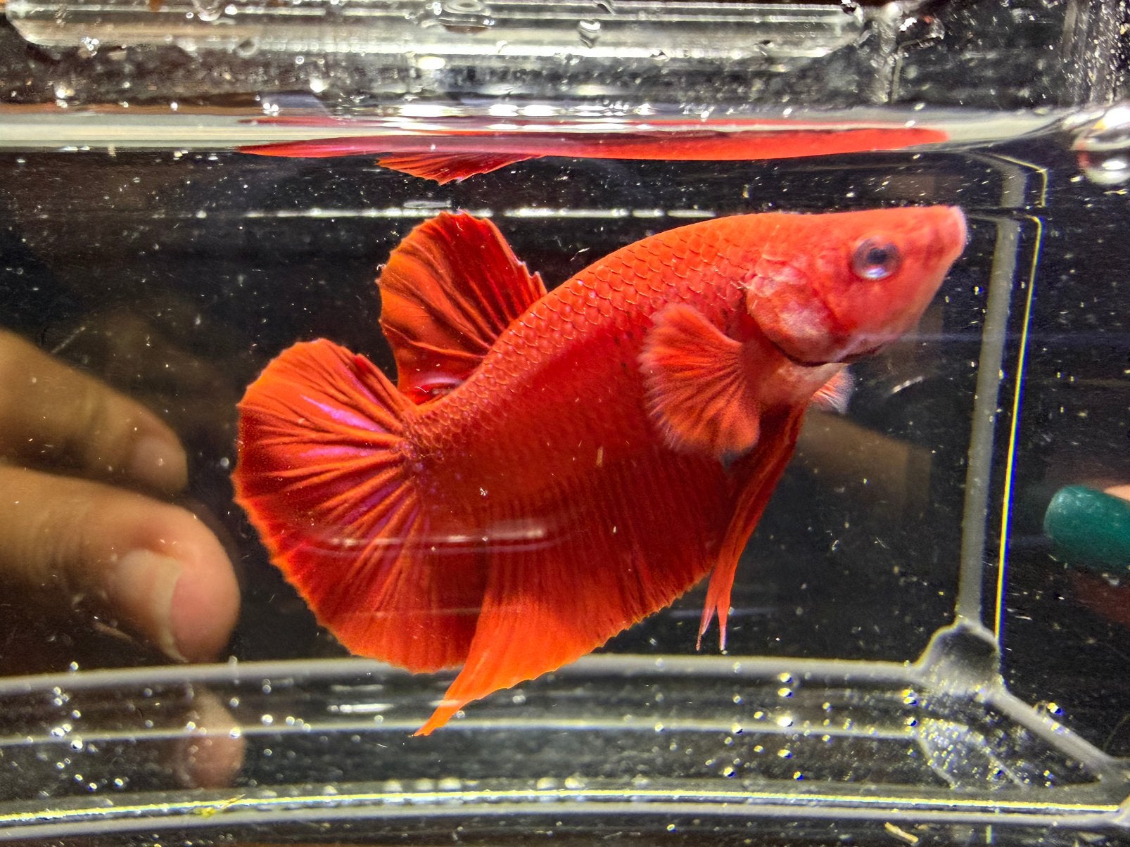 Betta Giant Super Red (man), Vis