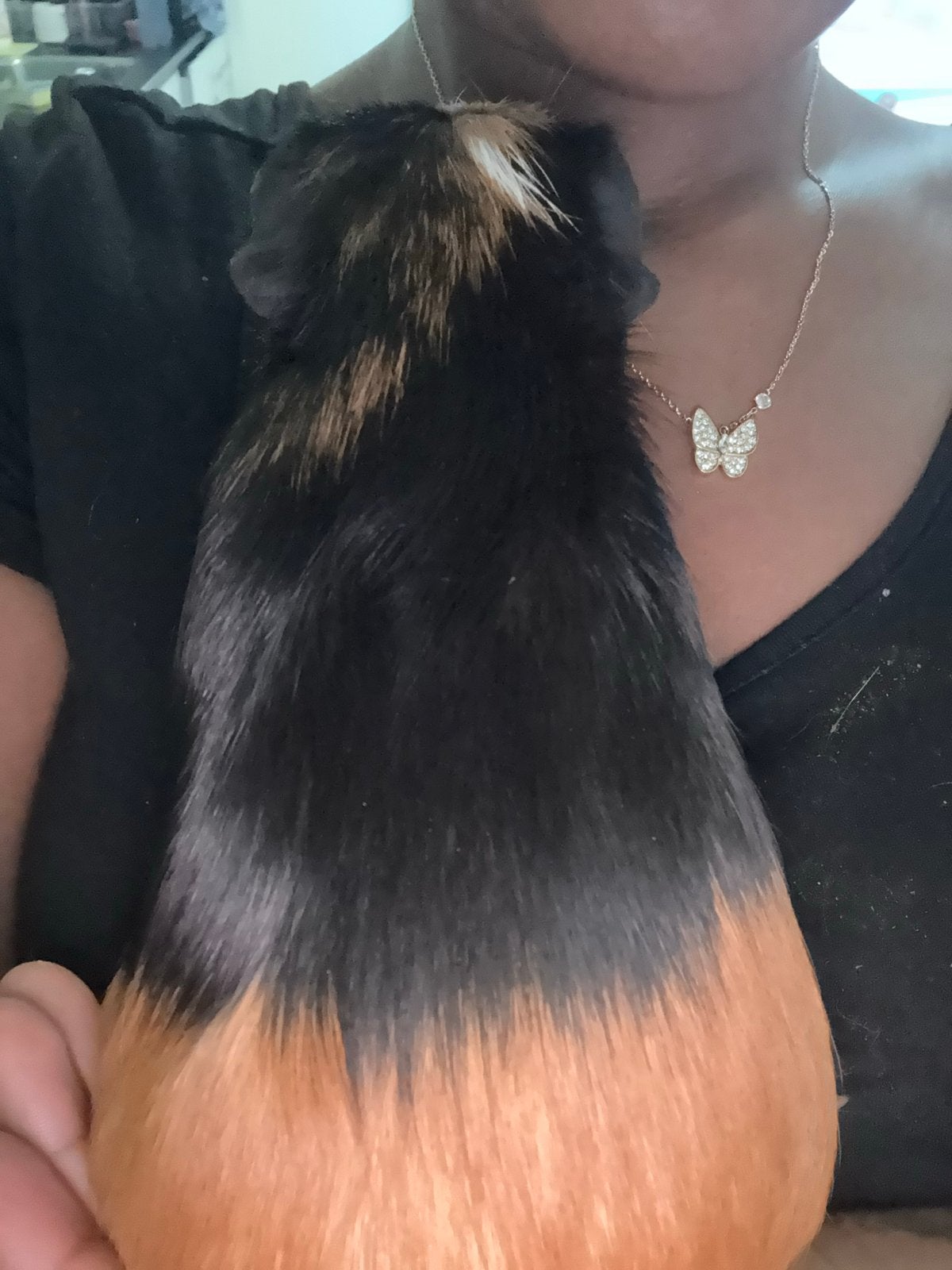 2 mannetjes Cavia’s en toebehoren, Dieren en Toebehoren, Knaagdieren, Cavia, Mannelijk, Mei, Tam
