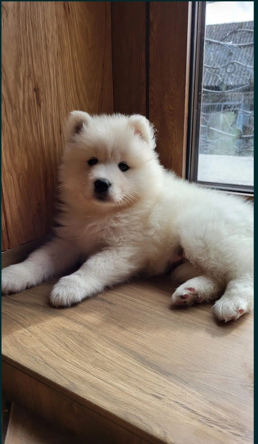 Prachtige witte Samojeed pup met stamboom – 10 weken oud, 8 tot 15 weken, Eén hond, Nederland, Particulier