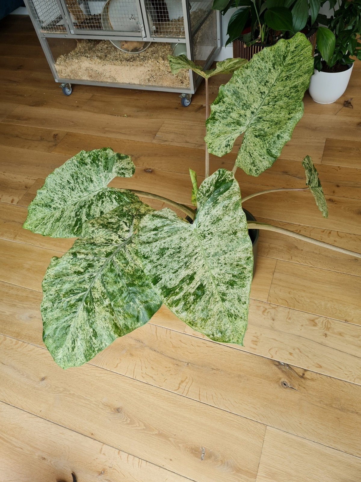 alocasia macrorrhiza splash, grote plant, Huis en Inrichting, Kamerplanten, Ophalen, Halfschaduw, Minder dan 100 cm