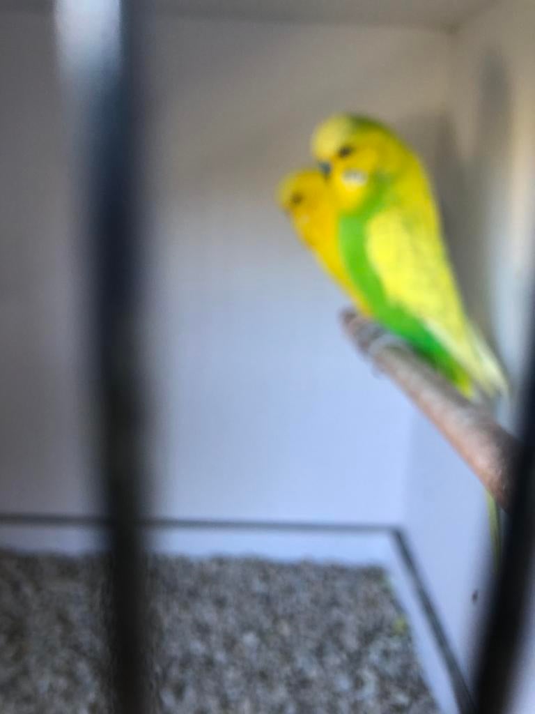 Koppel engelse, Meerdere dieren, Parkiet