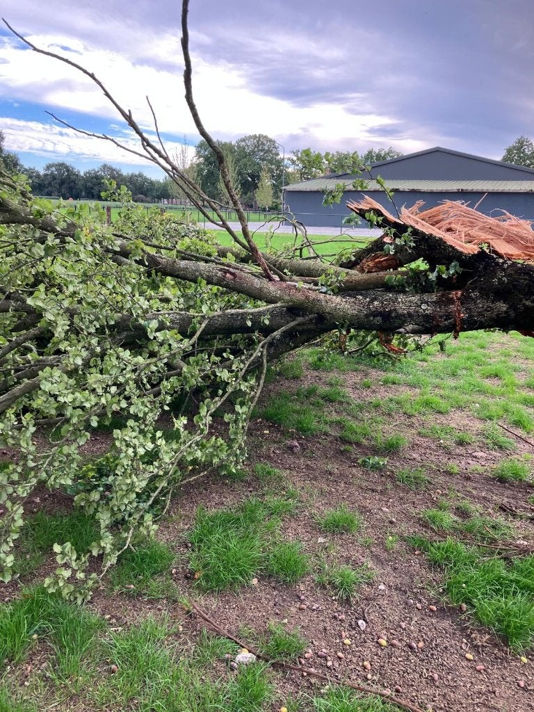 open haard hout, Minder dan 3 m³, Ophalen of Verzenden, Overige houtsoorten, Stammen