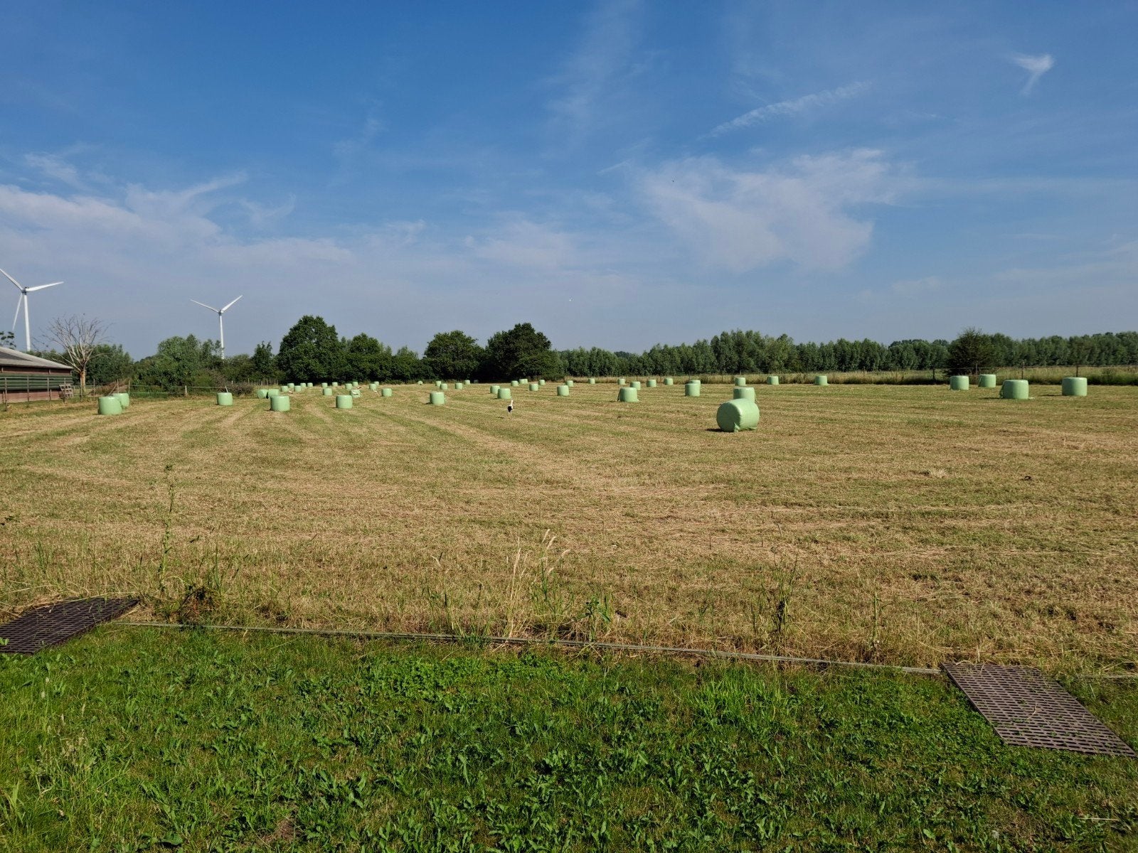 Midi baaltjes bijna hooi, Dieren en Toebehoren, Ophalen, Vee