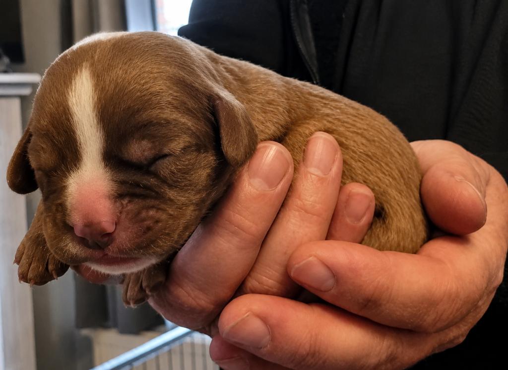 cavalier king charles, Dieren en Toebehoren, Honden | Retrievers, Spaniëls en Waterhonden, Parvo, België, Particulier, 8 tot 15 weken