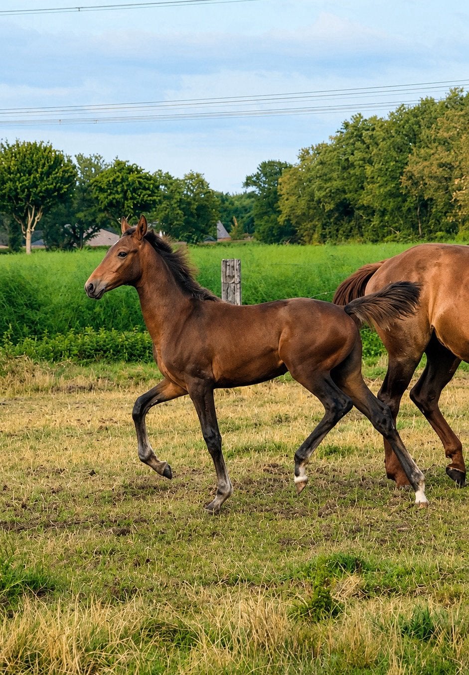 KWPN merrieveulen, Merrie, Dressuurpaard
