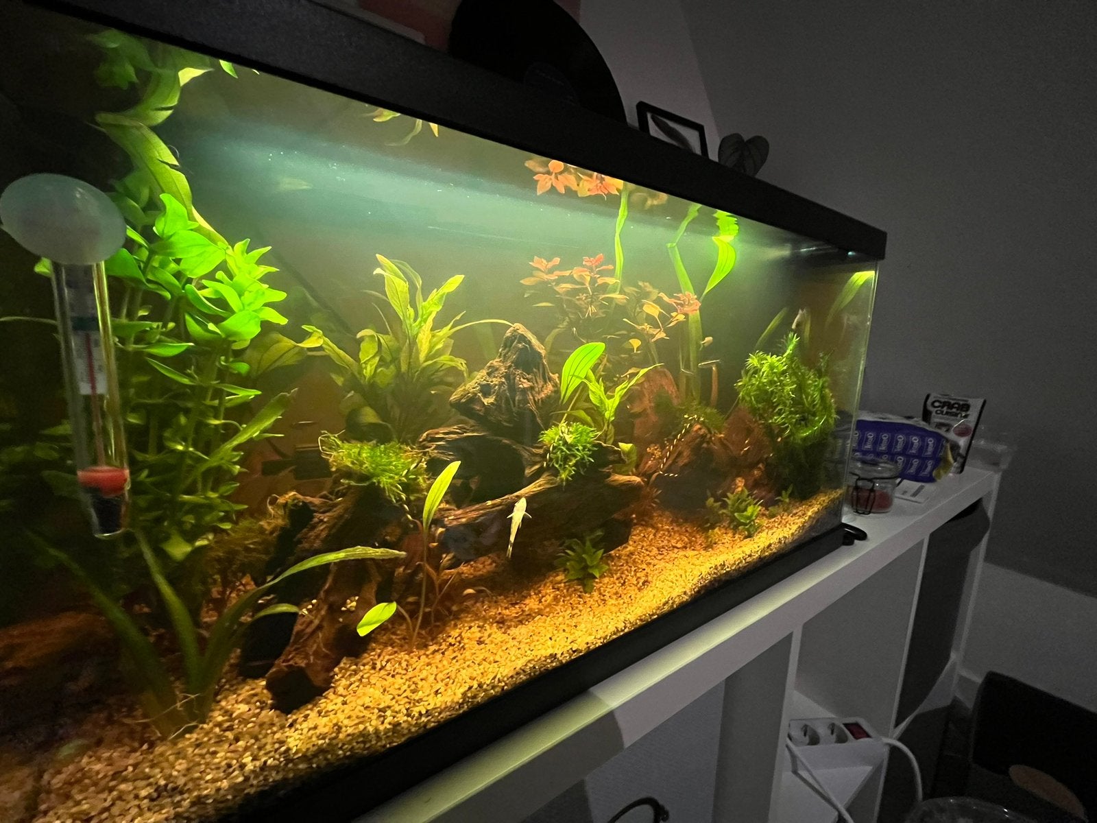 Aquarium compleet, Dieren en Toebehoren, Ophalen, Zo goed als nieuw, Gevuld zoetwateraquarium