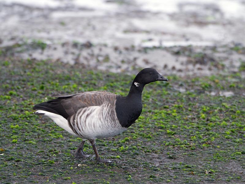 Gevraagd watervogels ganzen eenden, Dieren en Toebehoren, Meerdere dieren, Eend