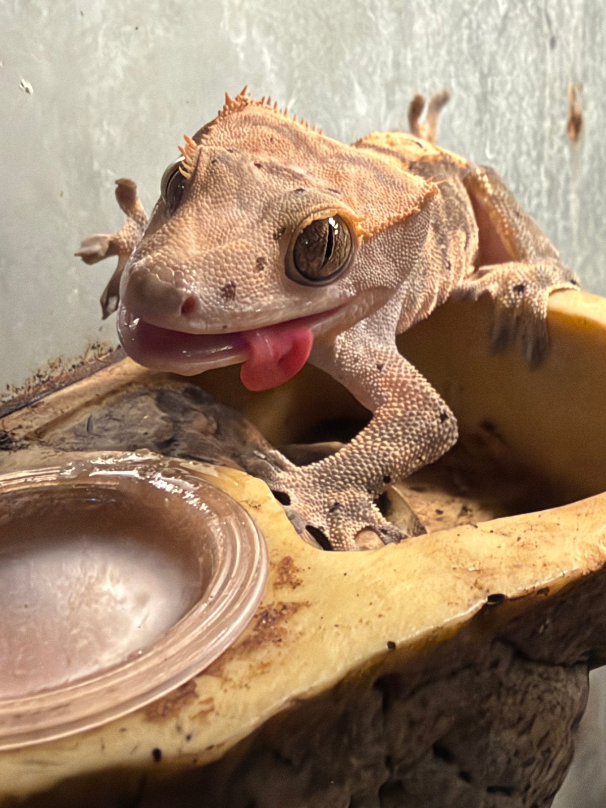 Wimper gekko’s Crested Gecko - female for sale from Pedro