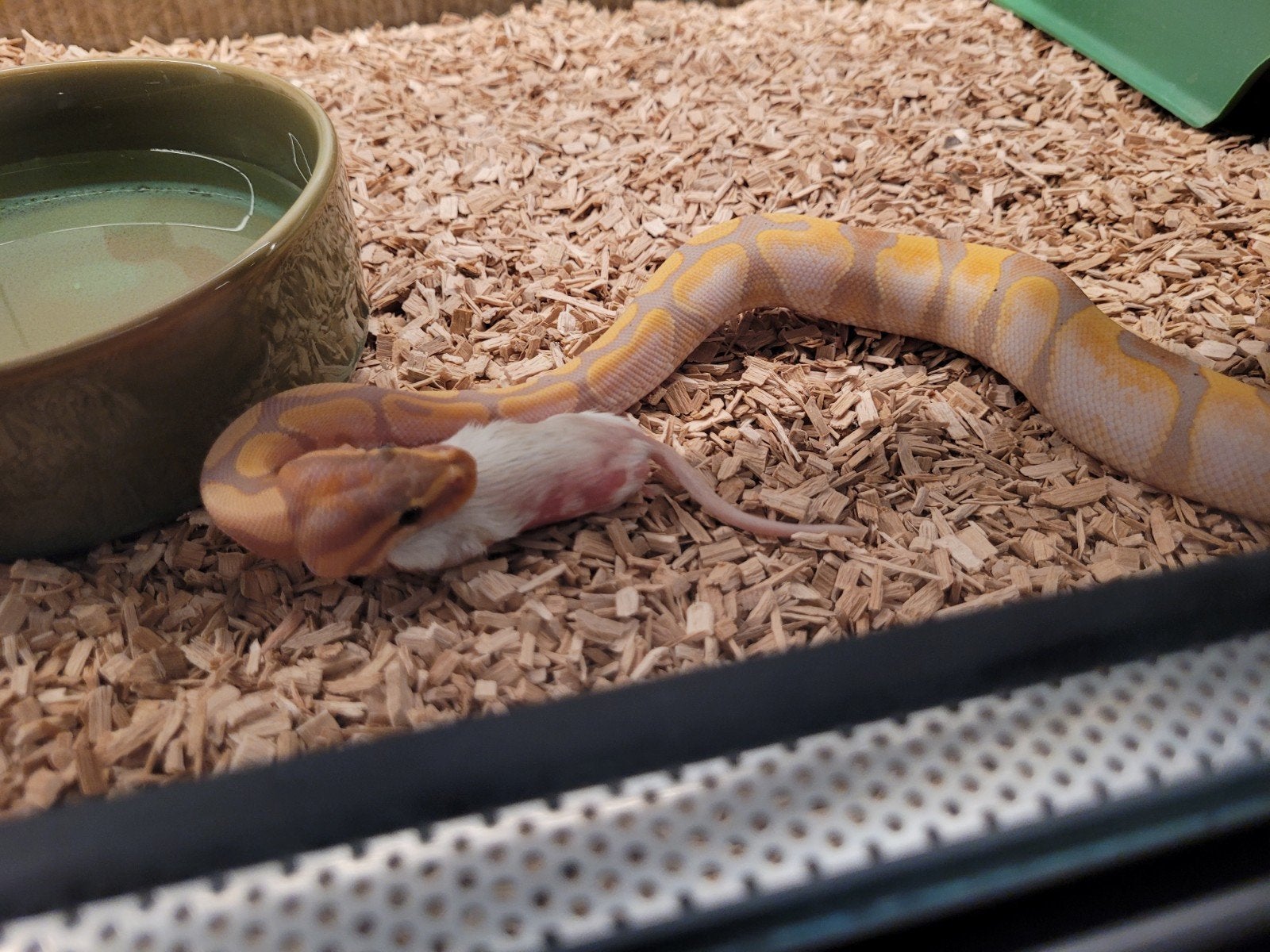 ballpython, Python Regius Coral Glow Sugar 0.1 met terrarium Ball Python photo 3