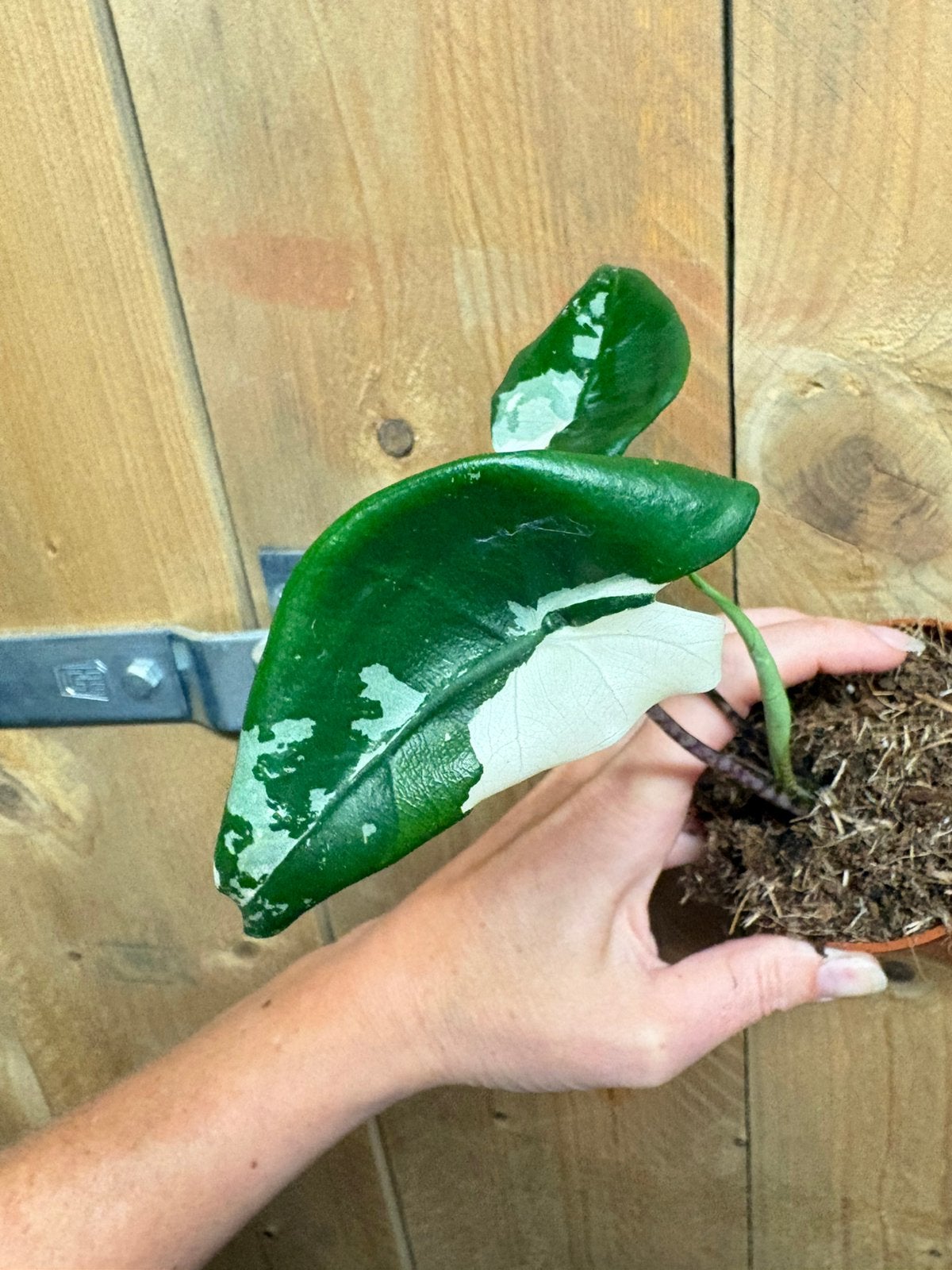 Alocasia zebrina albo white wit variegata plant, Ophalen of Verzenden, Halfschaduw, Minder dan 100 cm