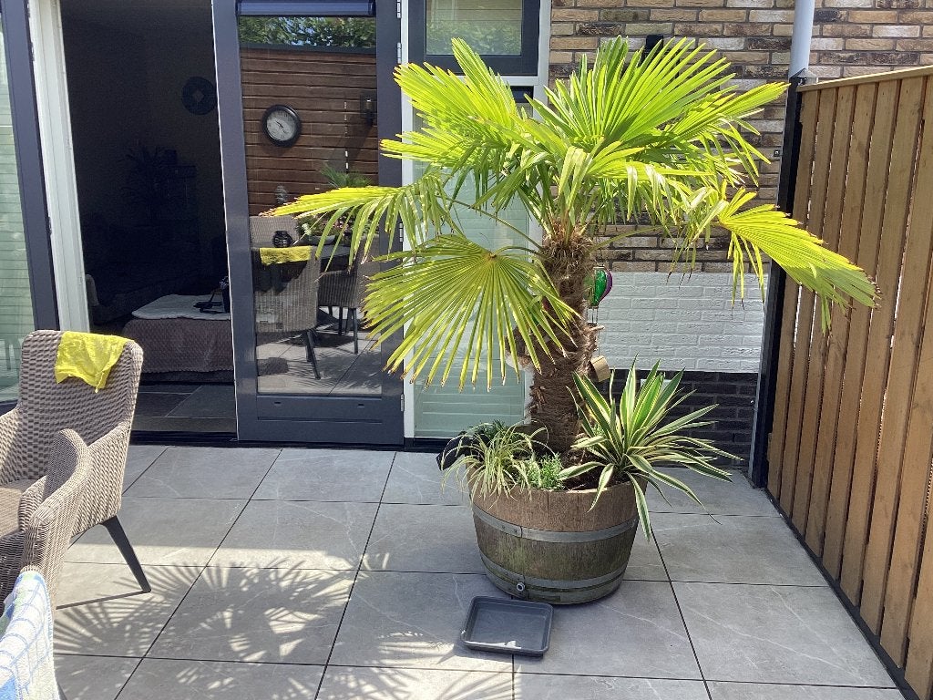 Palmboom Fortunei  Trachycarpus, Tuin en Terras, Planten | Bomen, 100 tot 250 cm, Zomer, Palmboom, Ophalen
