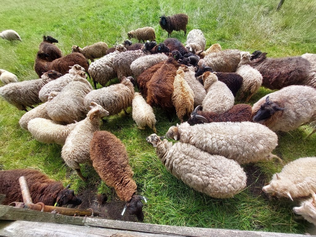 wol van OUESSANT SCHAPEN  vilten spinnen, Ophalen of Verzenden, Zo goed als nieuw, Breien of Haken, Wol of Garen