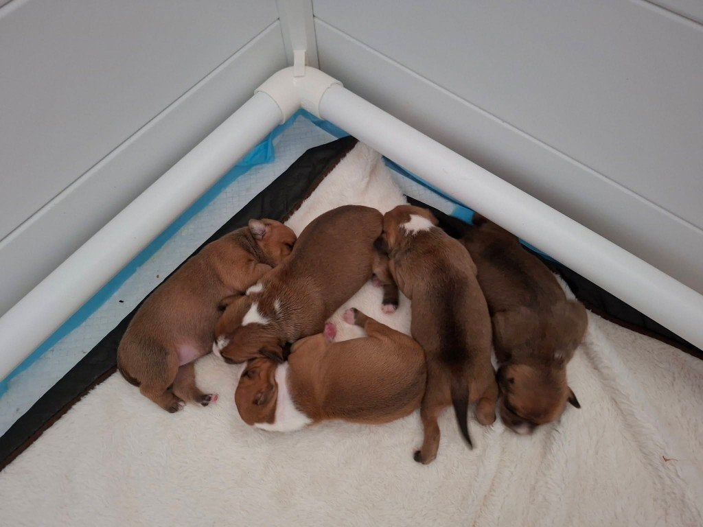 engelse stafford, Ophalen, Gelezen, Honden, Onbekend