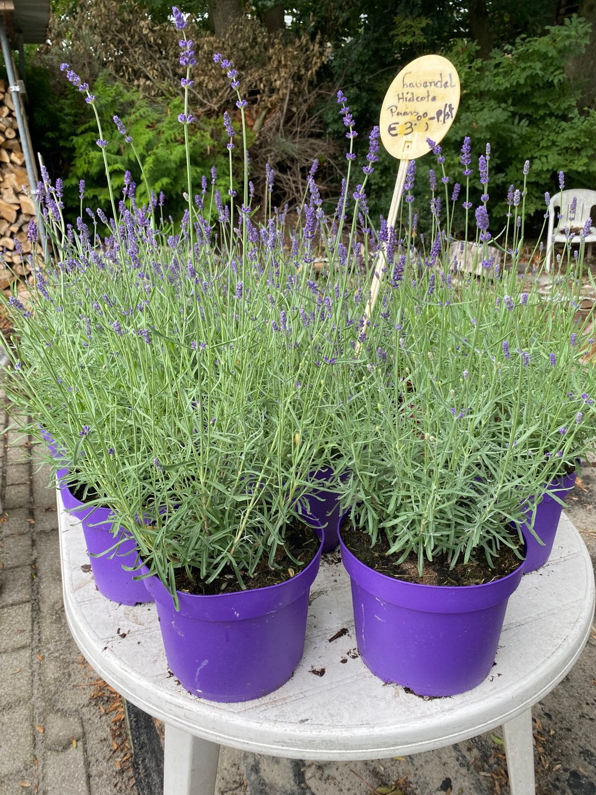 Bloeiende lavendel hidcote paars/wit in20/30cmpot va €1,25, Ophalen, Overige soorten, Volle zon