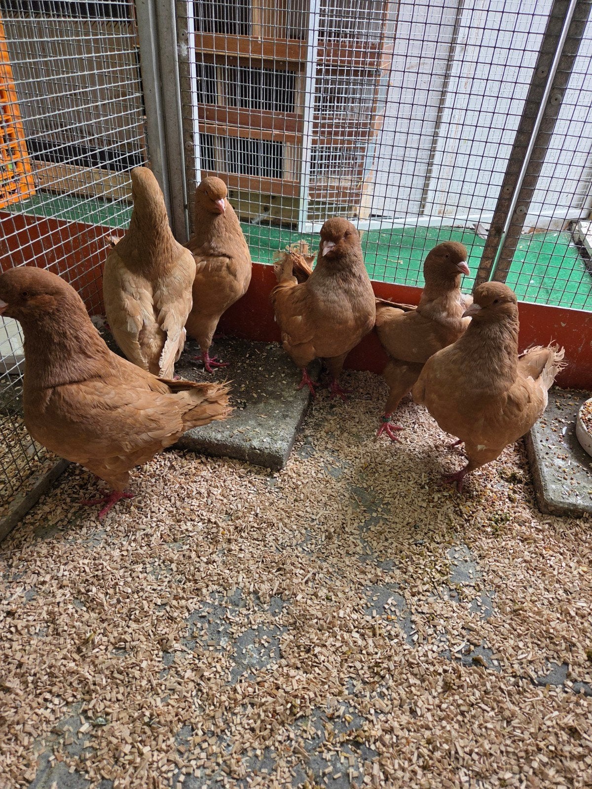 Mooie king duiven, Dieren en Toebehoren, Vogels | Duiven, Meerdere dieren, Overige soorten
