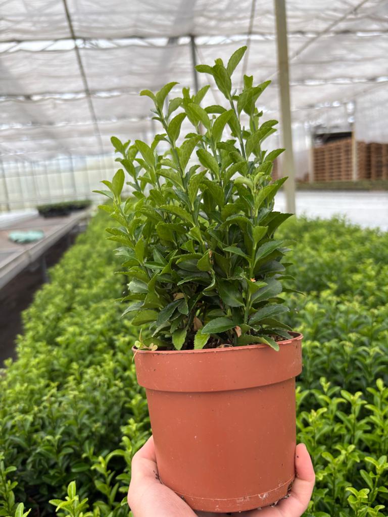 Buxus vervanger  kardinaalsmuts (Euonymus Green spire) haag, Tuin en Terras, Planten | Tuinplanten, Overige soorten, Volle zon
