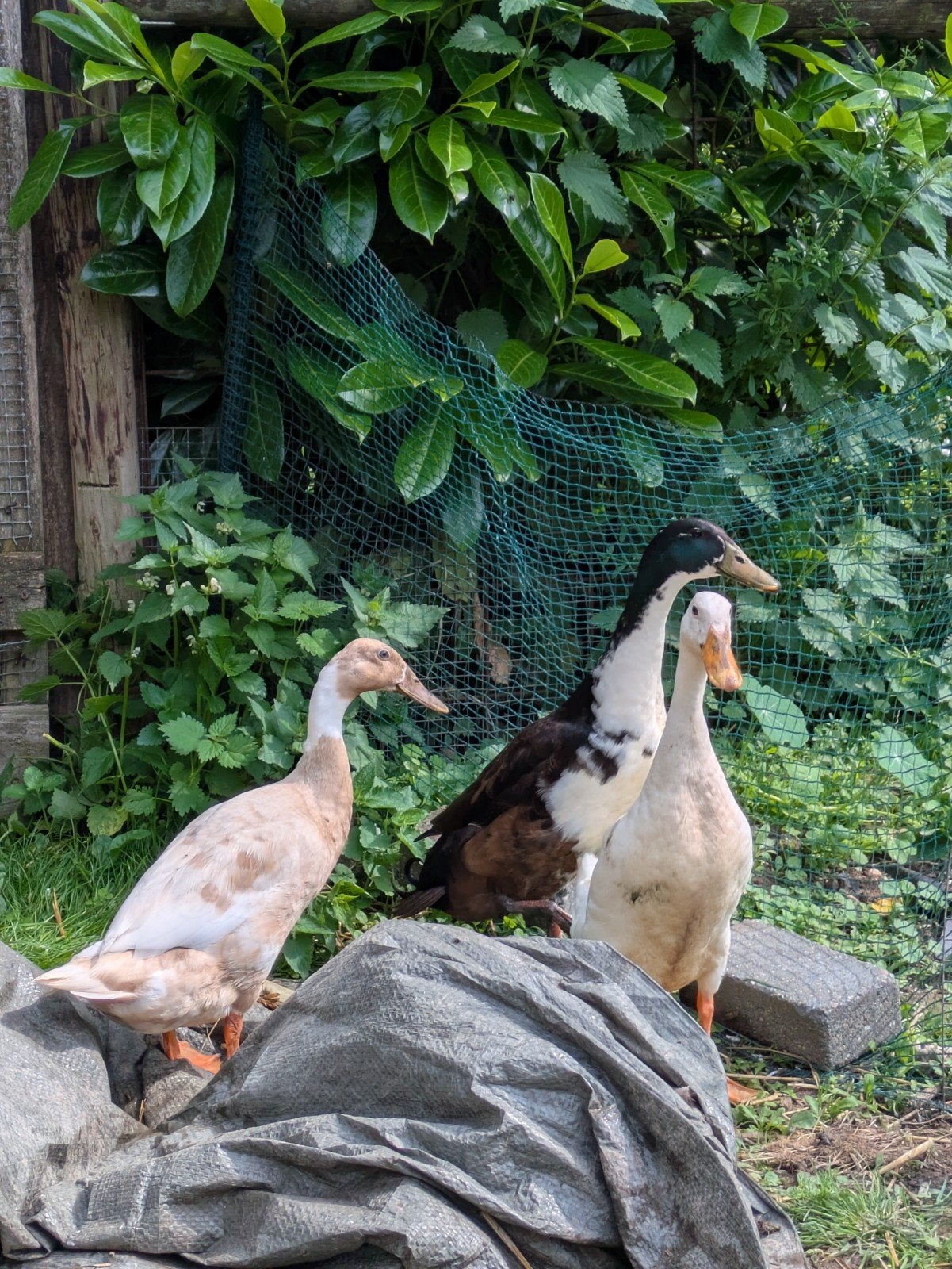 Loopeenden, Meerdere dieren, Eend