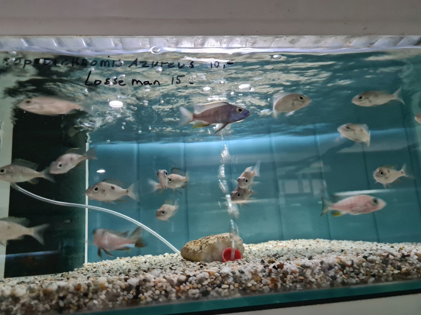 Copadichromis Azureus Malawi Cichliden, Dieren en Toebehoren, Vis, Zoetwatervis