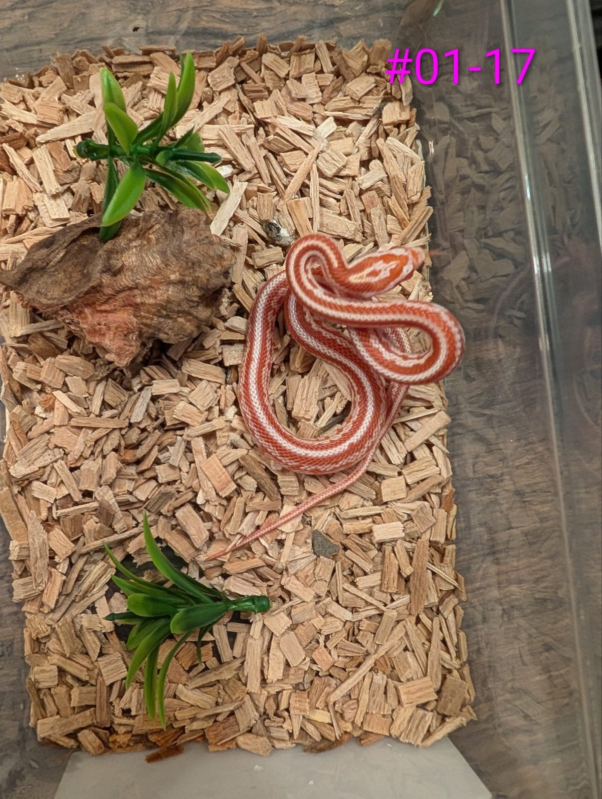 Jonge Amel Rattenslangen het Palmetto Rat Snake photo 6