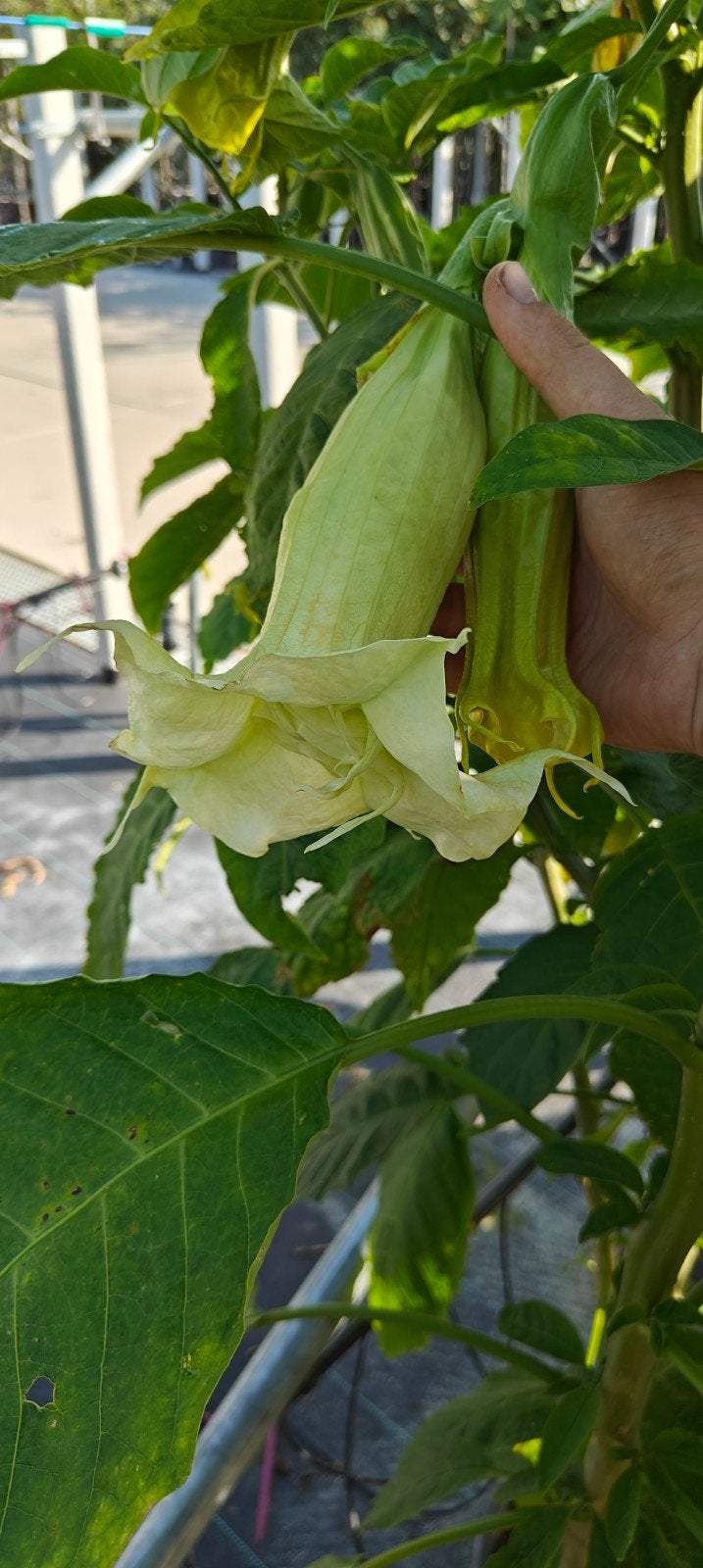 grote brugmansia struik, Tuin en Terras, Ophalen, Volle zon, Overige soorten