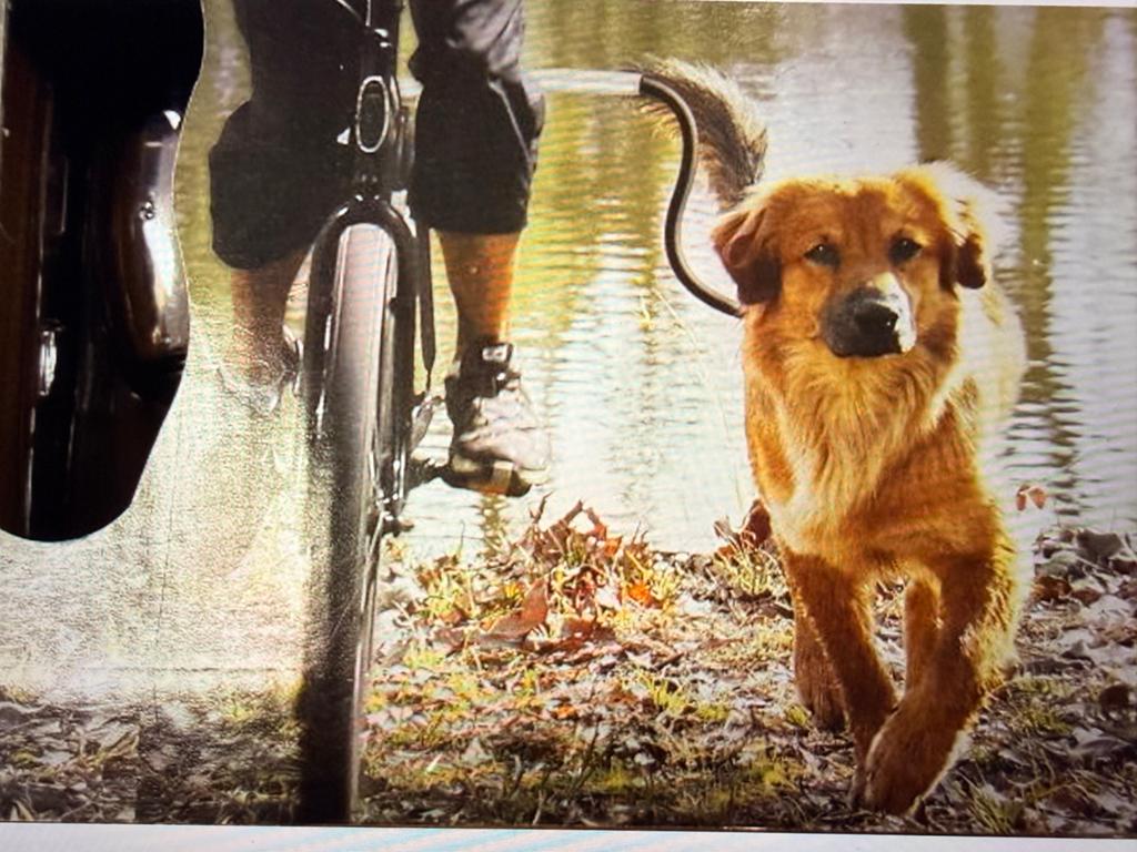 Honden uitlaten naast de fiets, Ophalen of Verzenden