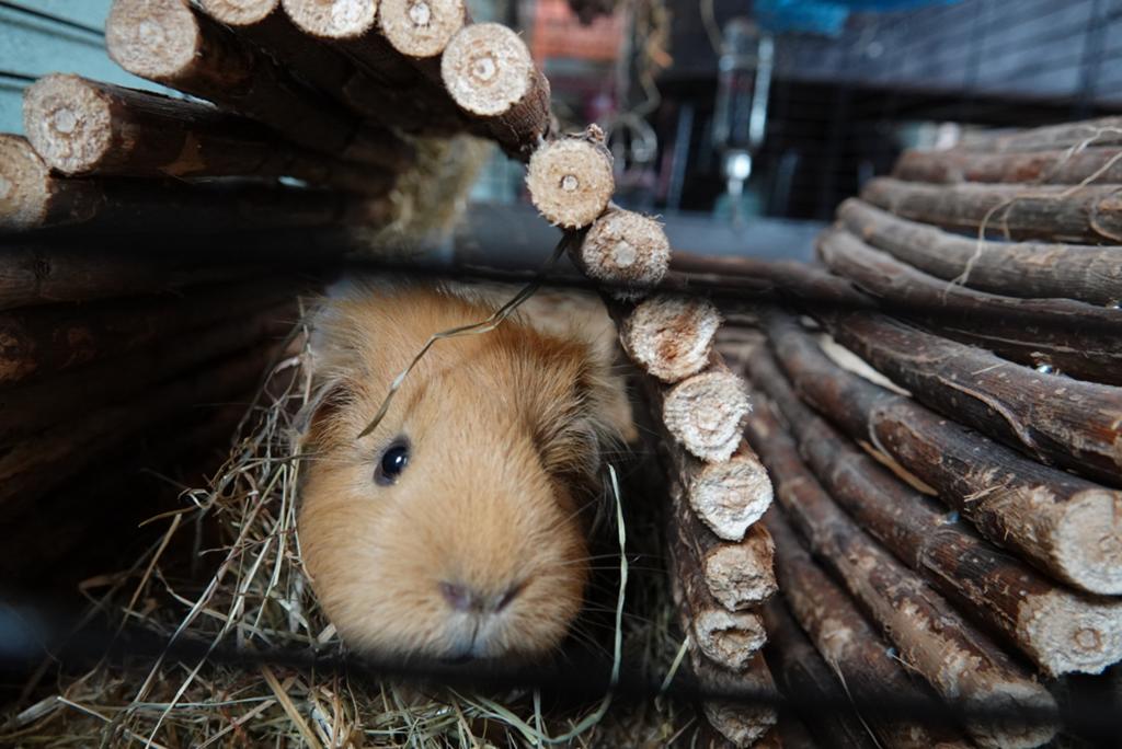 Twee cavia’s incl hok, Vrouwelijk, Tam, Maart, Cavia