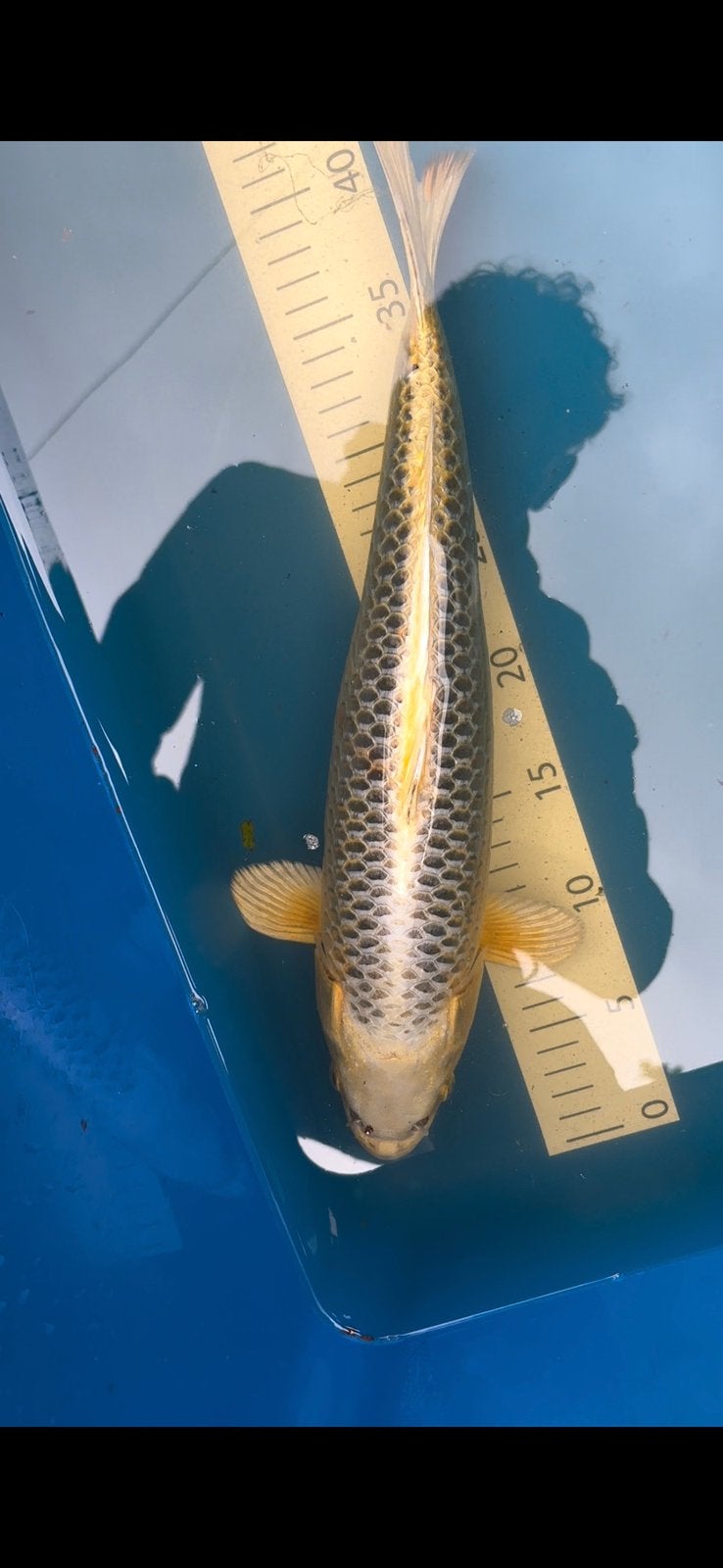 Gin matsuba nisai, Dieren en Toebehoren, Vissen | Vijvervissen, Karper of Koi