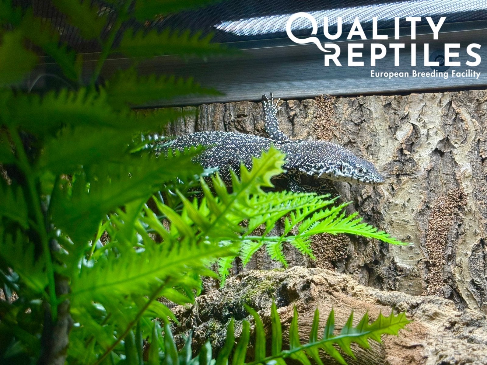 Mannelijke varanus similis (gevlekte boomvaraan) met terra Monitor Lizard photo 3
