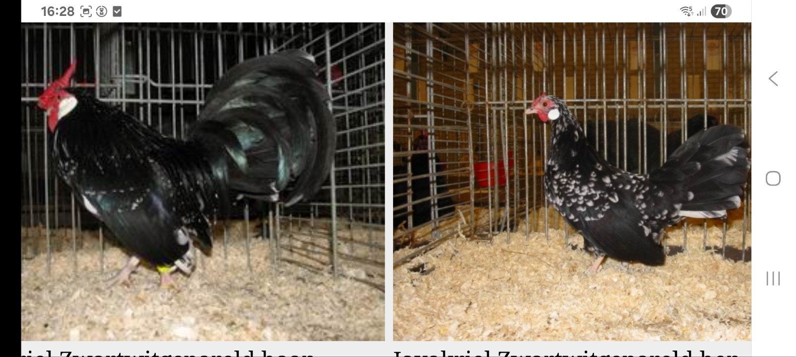 gezocht broedeieren java kriel, Dieren en Toebehoren, Meerdere dieren, Kip