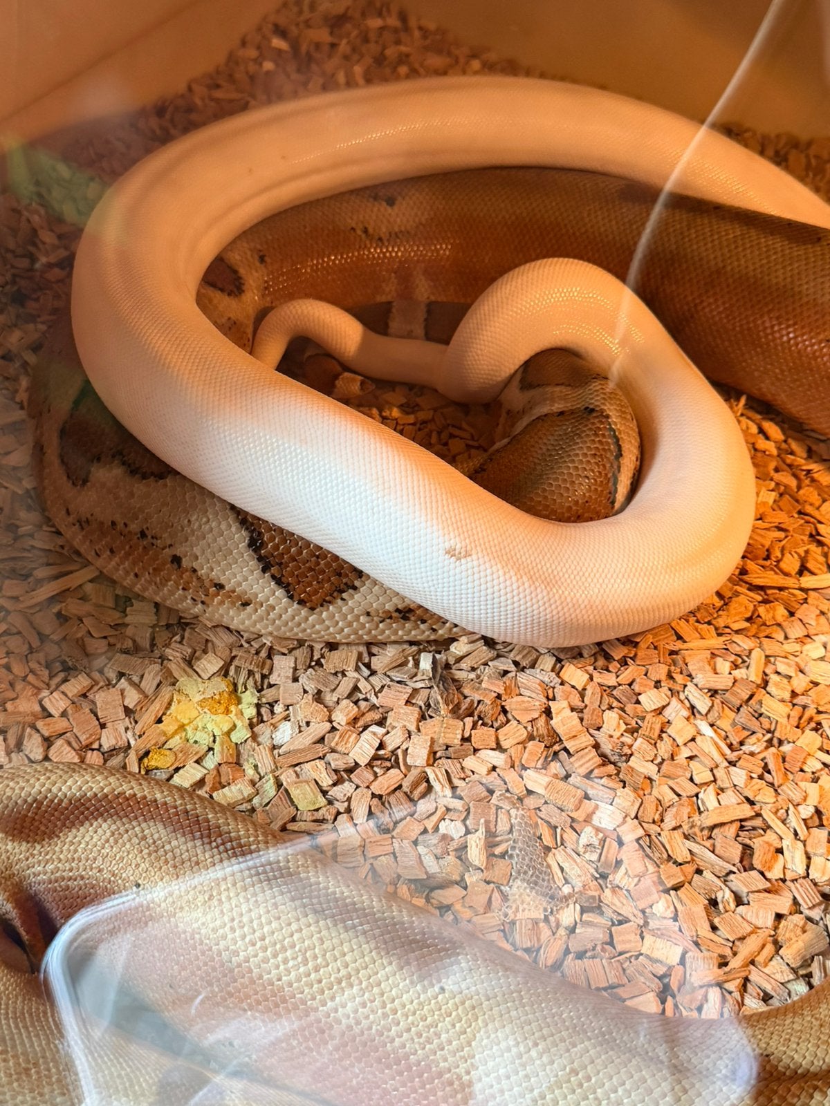 Boa constrictor superfire’s Boa Constrictor photo 2