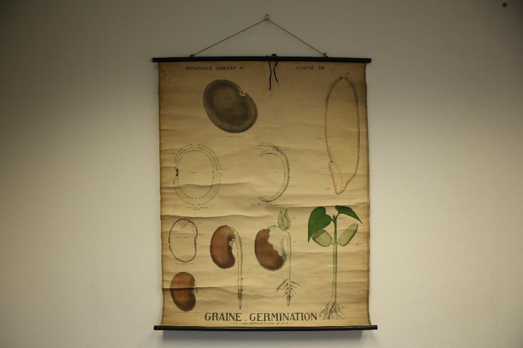 Vintage Schoolkaart “Grain Germination” - Émile Deyrolle, Ophalen, Natuur en Biologie