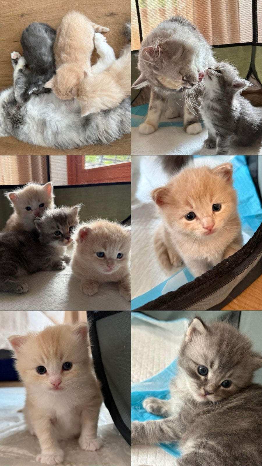 3 Ragdoll-kruising katertjes zoeken een liefdevol huisje, Kater, Ontwormd, 0 tot 2 jaar