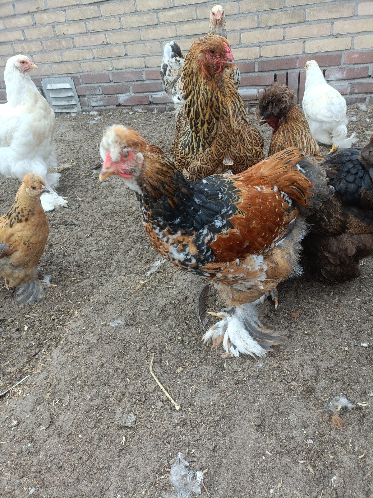 Jonge Brahma haan met kuif kleur porselein., Dieren en Toebehoren, Pluimvee, Mannelijk, Kip