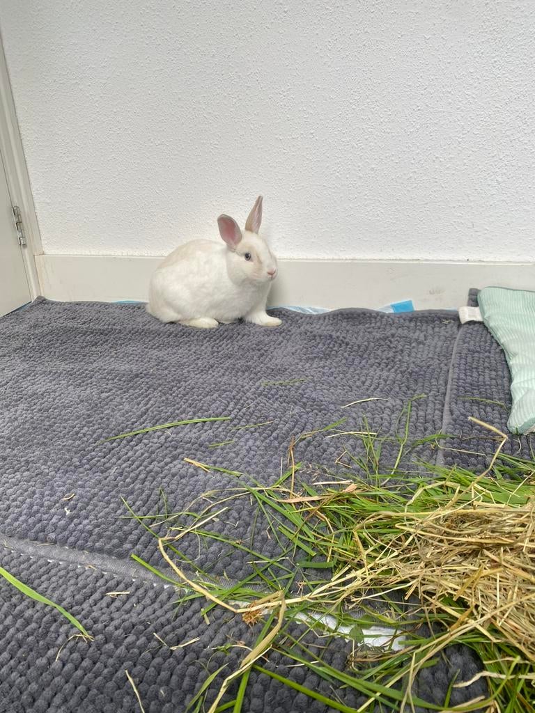 Betrouwbare (knaag)dieren oppas aangeboden!! NOGPAAR PLEKJES, Ophalen