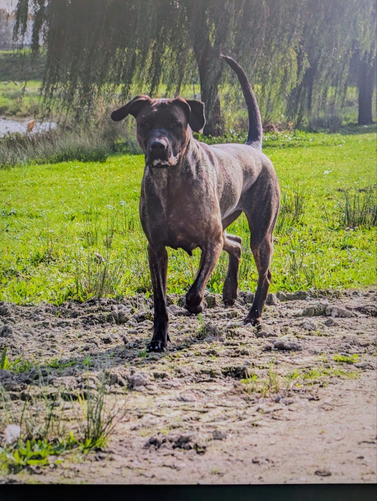 werklijn dekreu gevraagd. B.v. mechelaar/ Hollandse herder, Teef, Eén hond, 3 tot 5 jaar, Herder