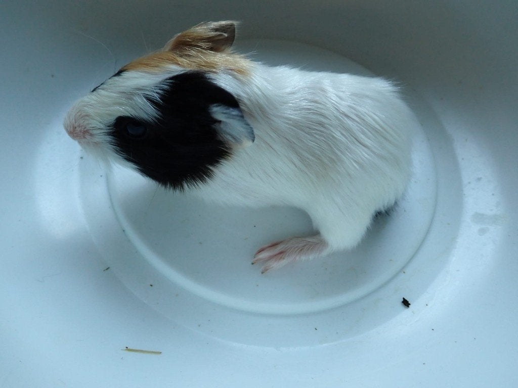 Cavia's, Cavia, Mannelijk, Juli, Tam