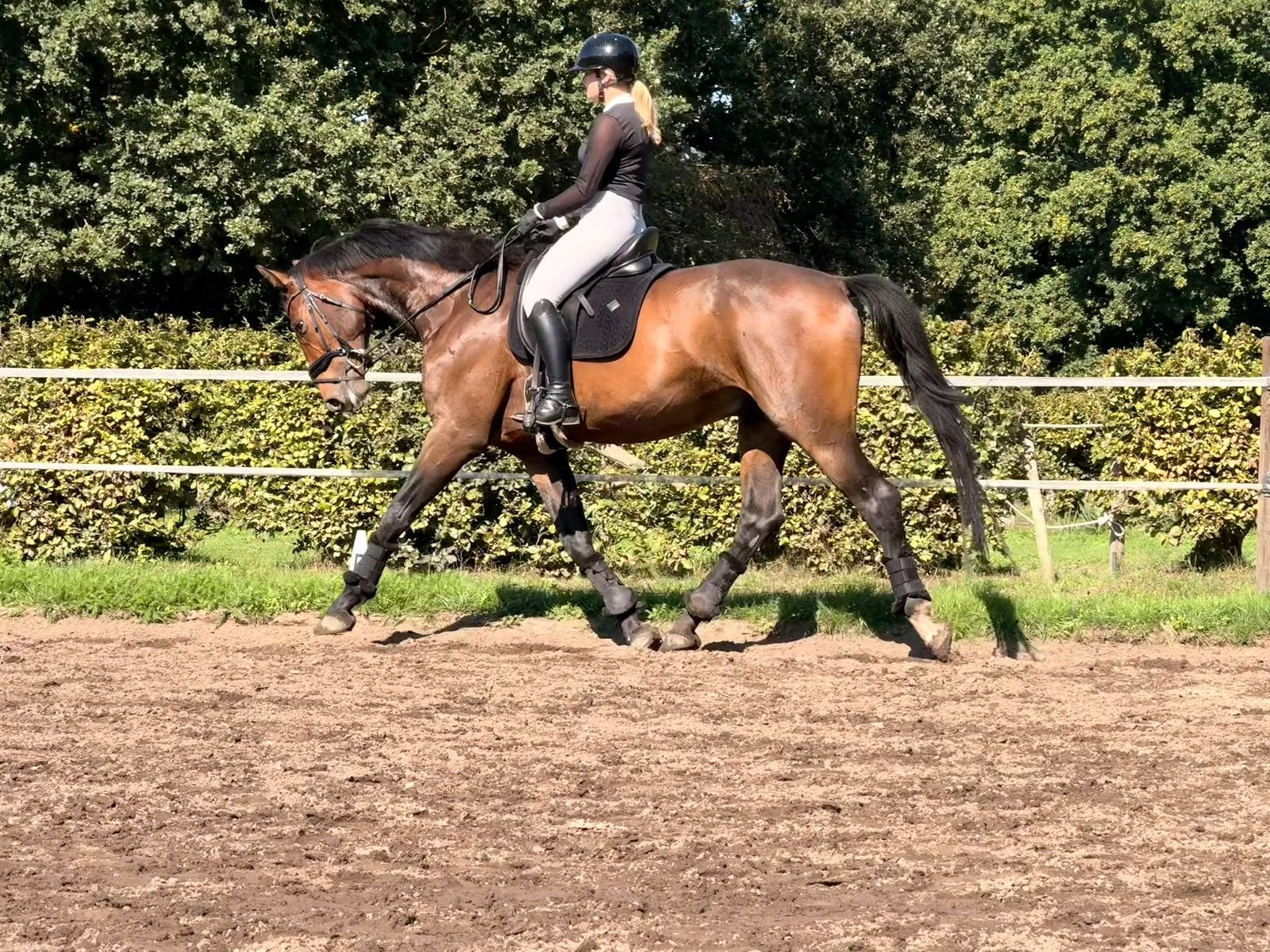 4 jarige brave allround ruin, Dieren en Toebehoren, 175 cm of meer, Ruin, Dressuurpaard, 3 tot 6 jaar