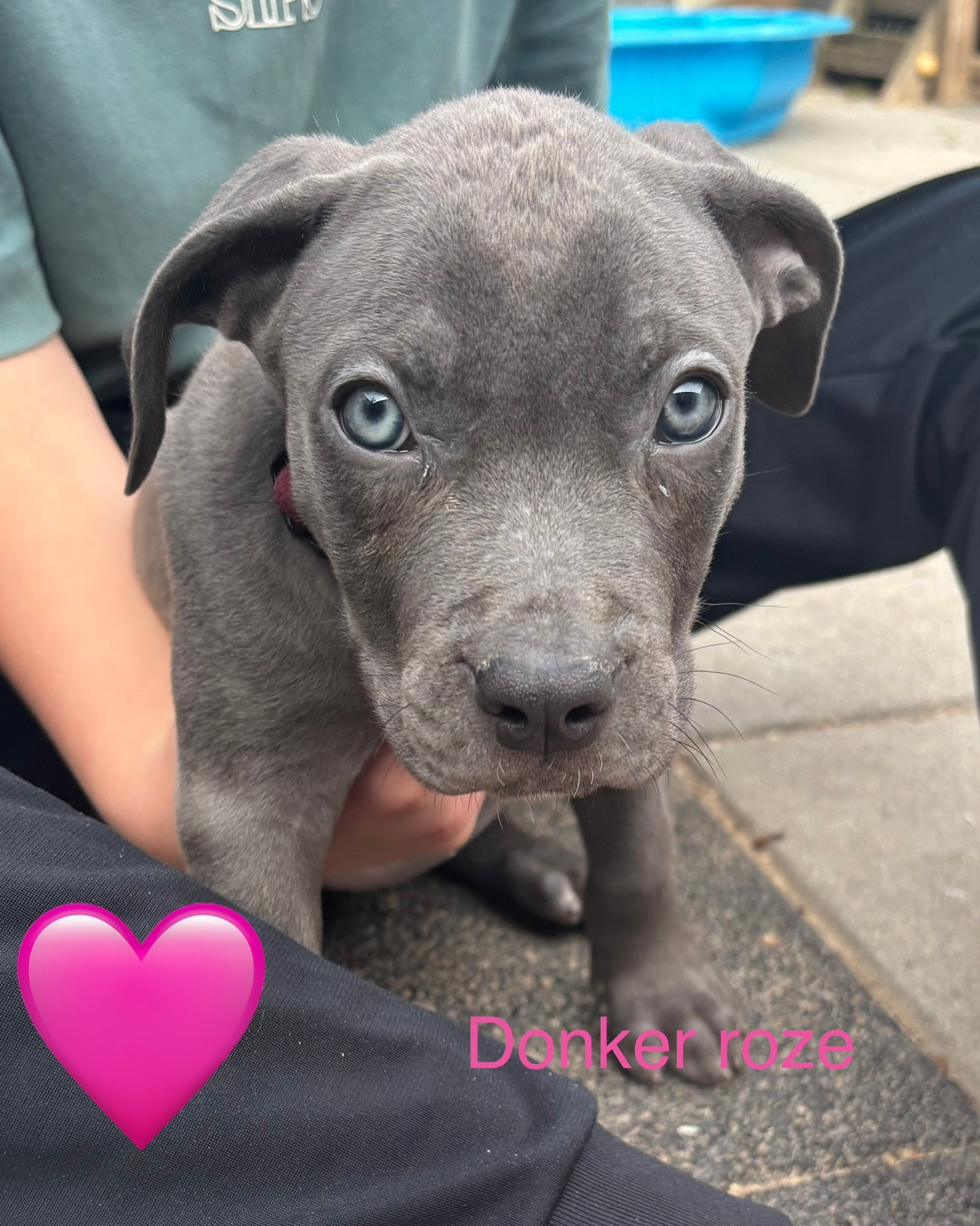 Puppies 9 weken oud!, 8 tot 15 weken, Groot, Meerdere, Meerdere dieren