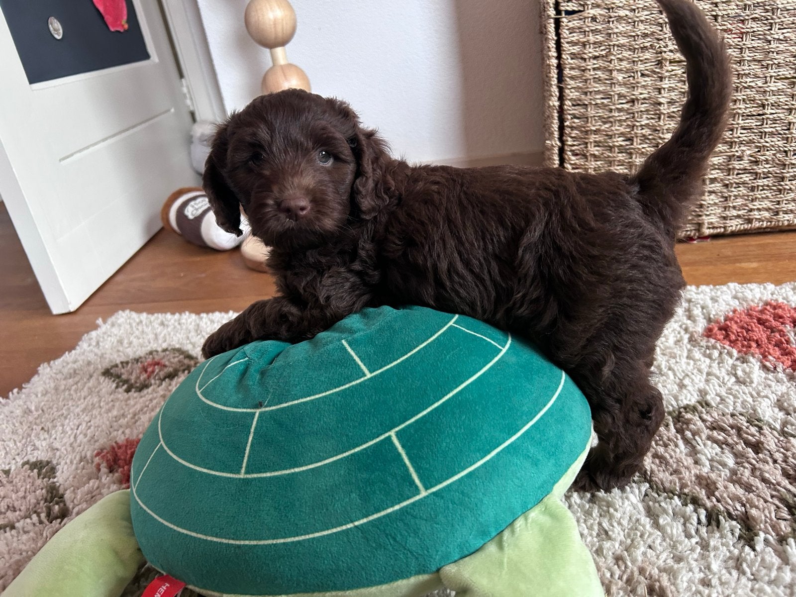 Medium choco/bruine labradoodles pups, Parvo, Overige rassen, 8 tot 15 weken, Meerdere