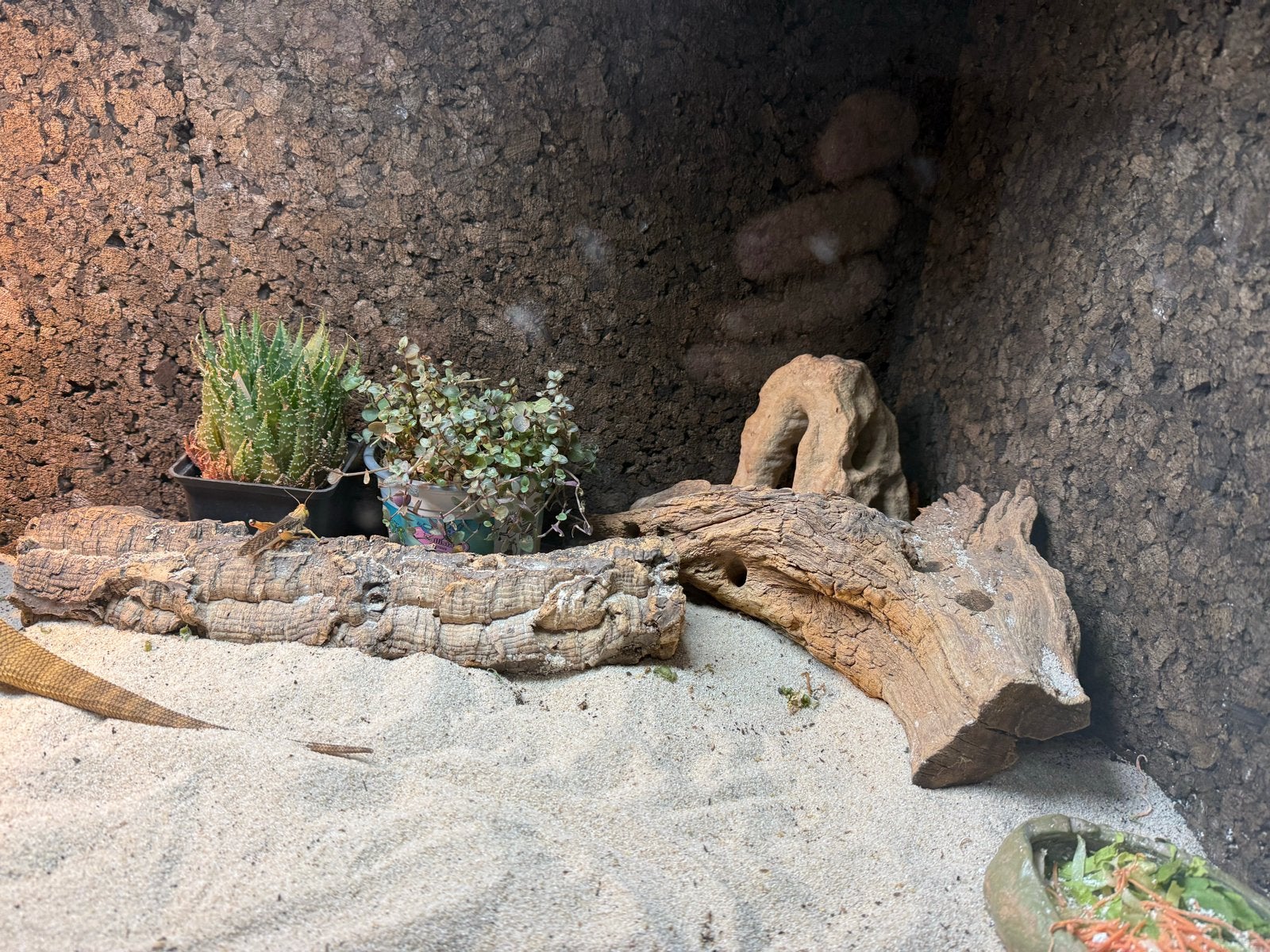 Baardagaam met terarium te koop Bearded Dragon photo 4