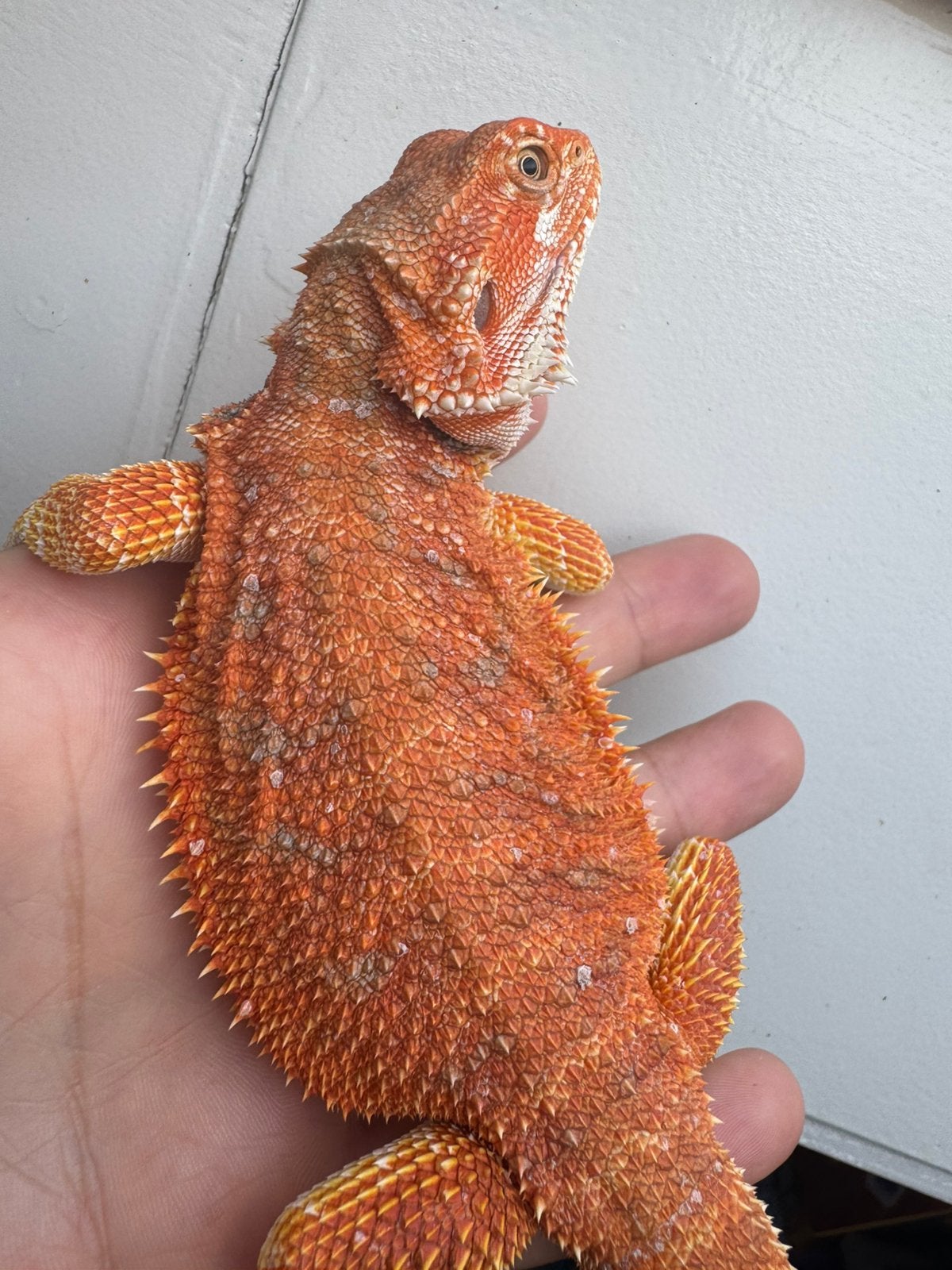 Mooi jong baardagaam mannetje Bearded Dragon - male for sale from De Hobbykweker