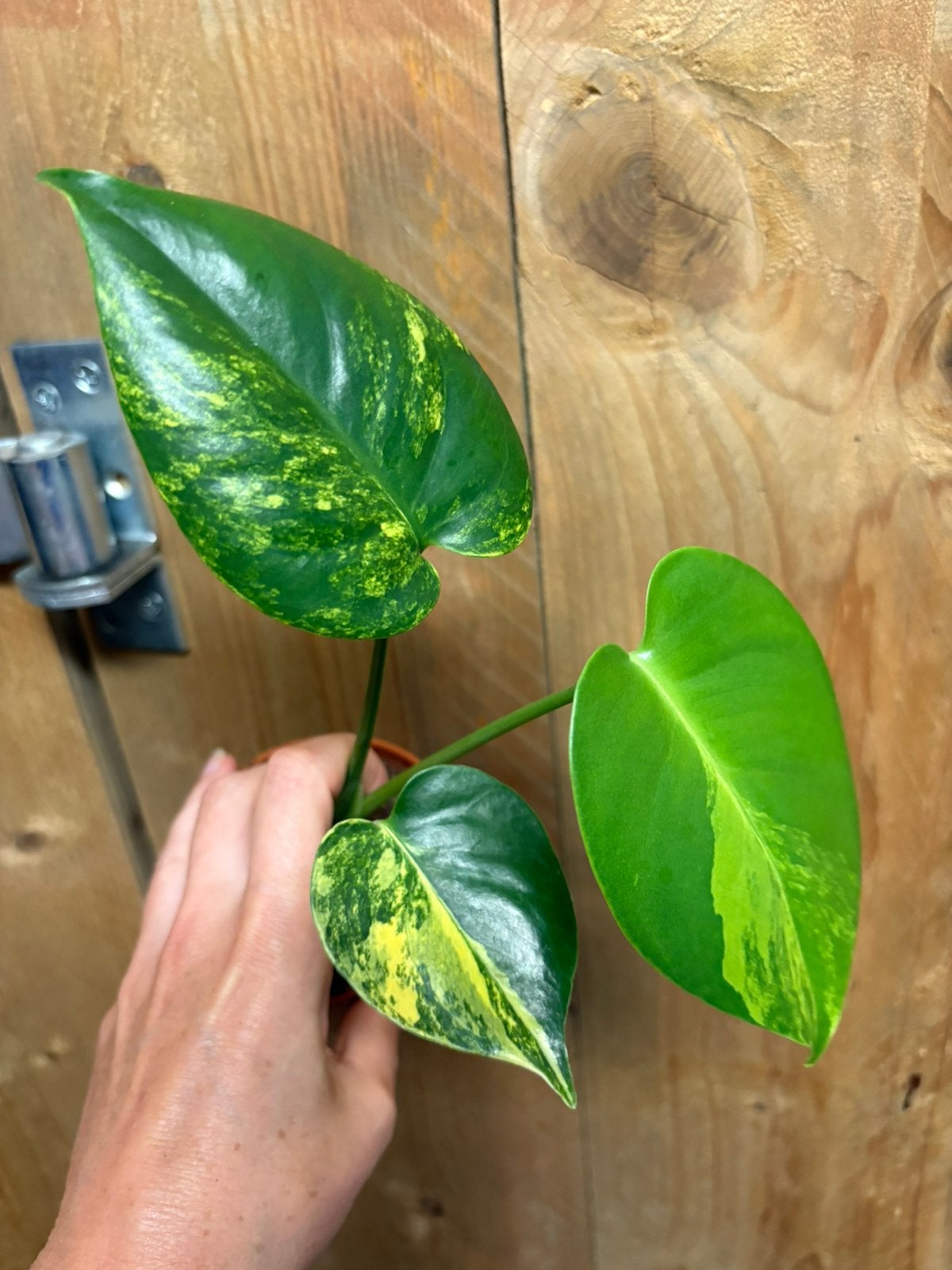 Monstera deliciosa variegata plant lemon mint aurea large, Ophalen of Verzenden, Halfschaduw, Minder dan 100 cm