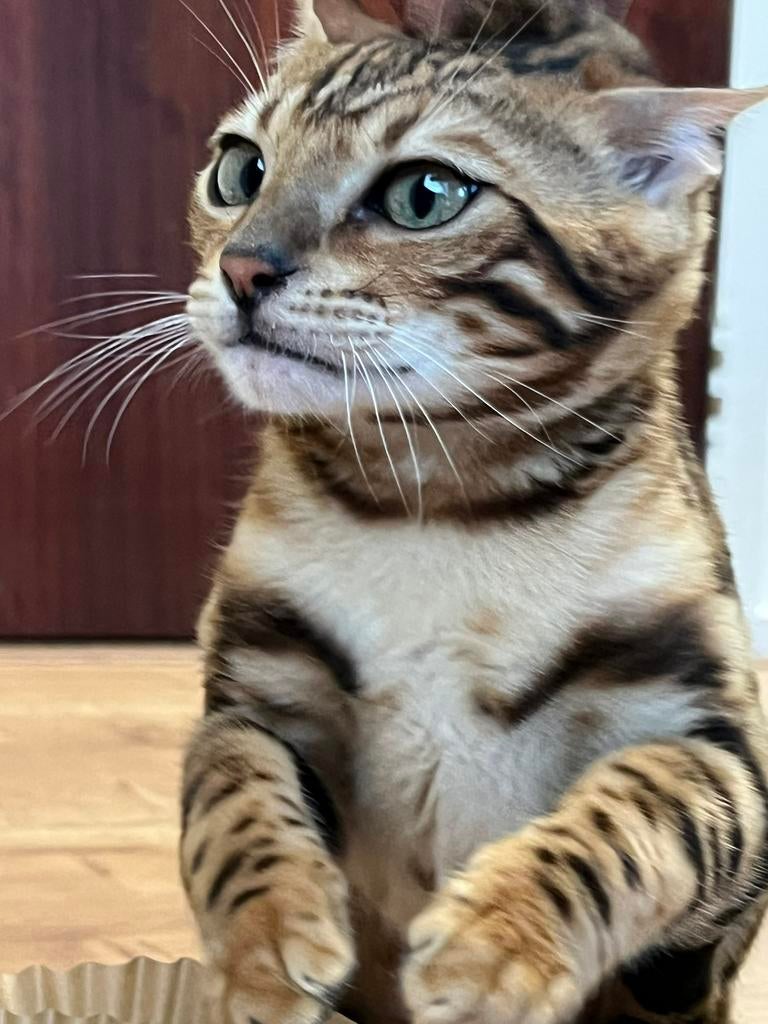 Bengaal poes (7 maanden / ouders hebben stamboom), Dieren en Toebehoren, Katten en Kittens | Raskatten | Korthaar, Poes, Gechipt