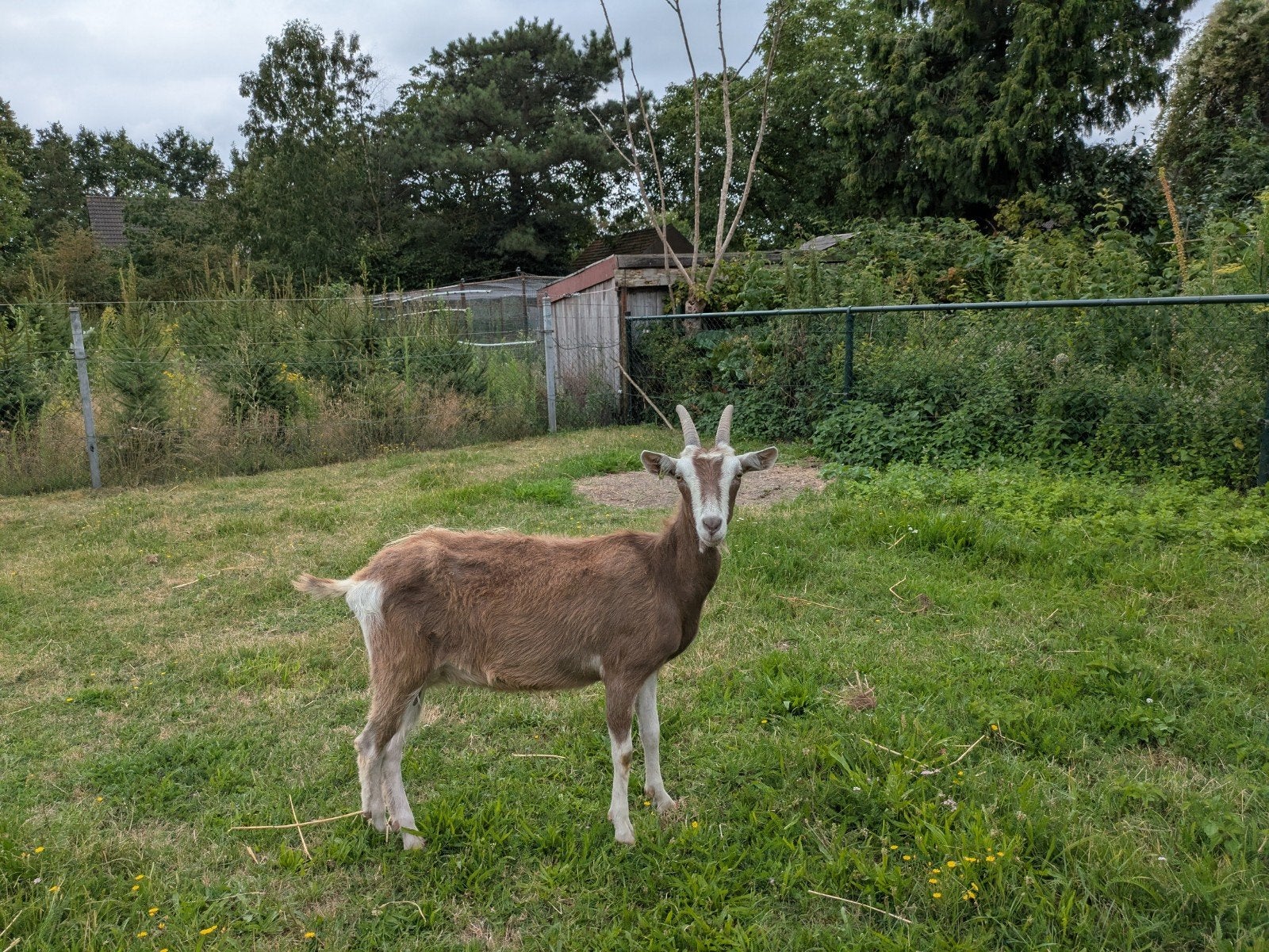 Toggenburger geit, Dieren en Toebehoren, Schapen, Geiten en Varkens, Vrouwelijk, Geit, 0 tot 2 jaar
