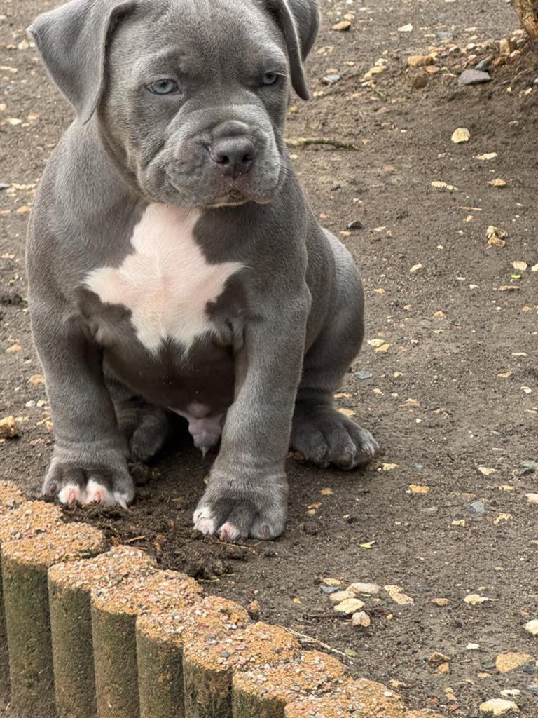 American Bully XL, Dieren en Toebehoren, Parvo, Overige rassen, 8 tot 15 weken, Meerdere