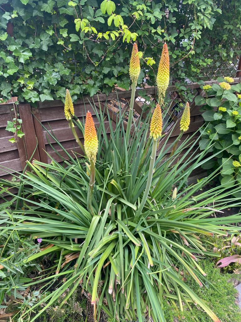 Grote groenblijvende Kniphofia (Vuurpijl), Volle zon, Vaste plant, Zomer, Ophalen